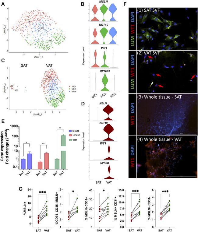 CD45 Antibody in Flow Cytometry (Flow)