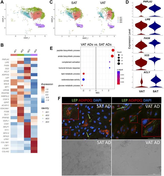 Adiponectin Antibody in Immunocytochemistry (ICC/IF)