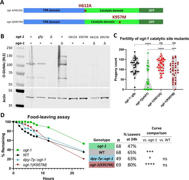 O-linked N-acetylglucosamine (O-GlcNAc) Antibody in Western Blot (WB)