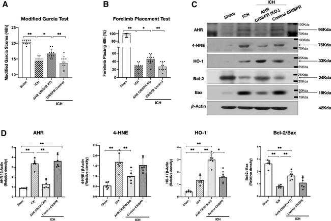 HMOX1 Antibody in Western Blot (WB)