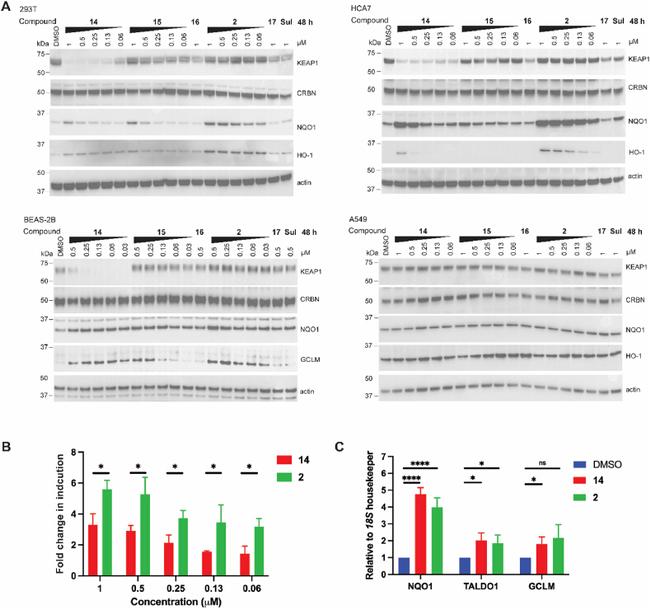 HMOX1 Antibody in Western Blot (WB)