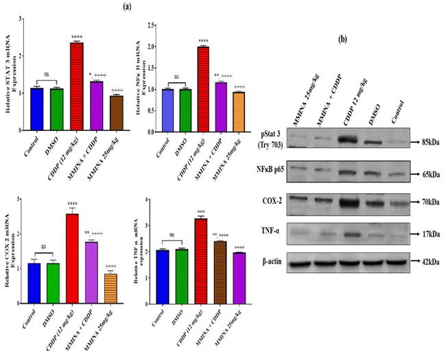 STAT3 Antibody in Western Blot (WB)