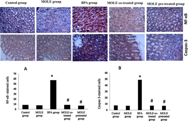 Caspase 3 Antibody in Immunohistochemistry (IHC)