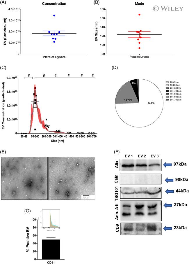 TSG101 Antibody in Western Blot (WB)