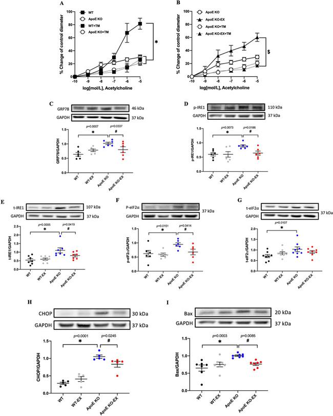 CHOP Antibody in Western Blot (WB)