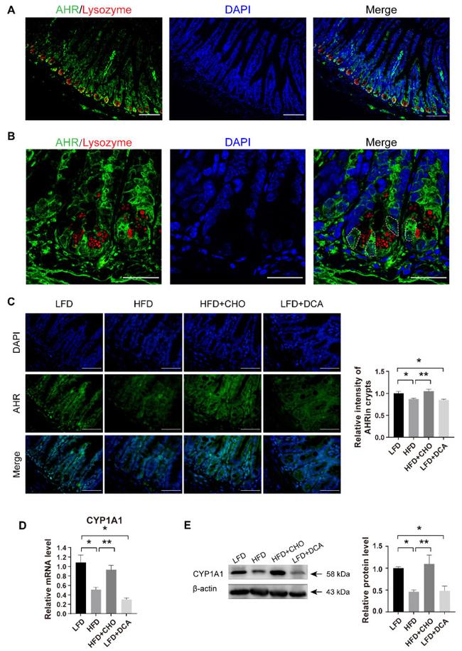 AHR Antibody in Immunohistochemistry (IHC)