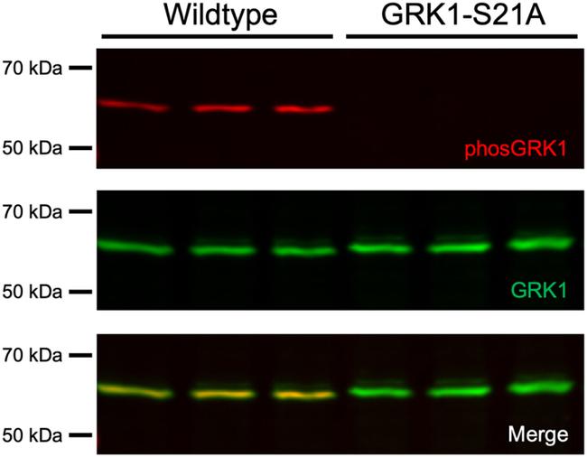 GRK1 Antibody in Western Blot (WB)