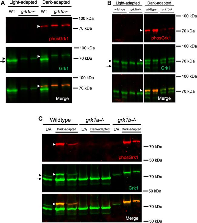 GRK1 Antibody in Western Blot (WB)