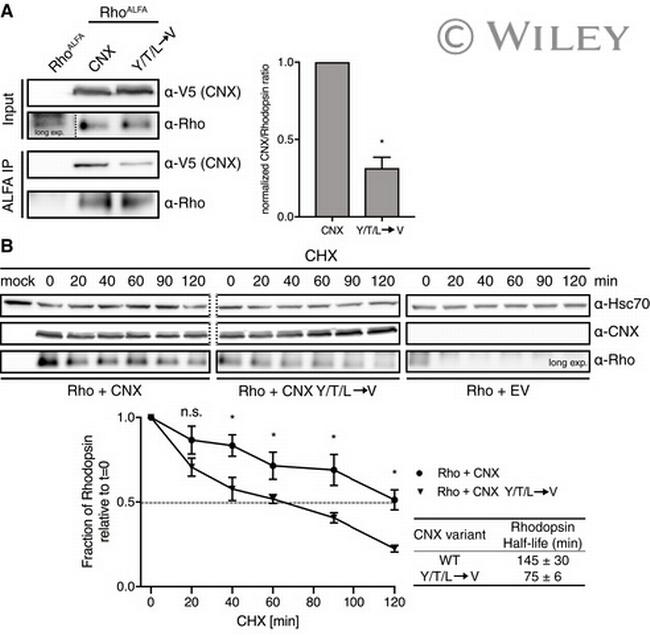 Rhodopsin Antibody in Western Blot (WB)