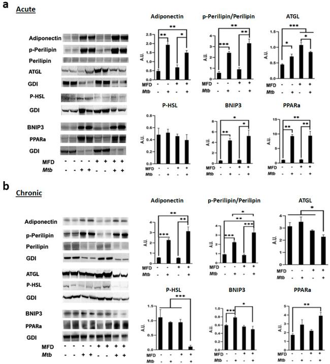 PPAR alpha Antibody in Western Blot (WB)