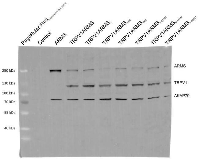 KIDINS220 Antibody in Western Blot, Immunoprecipitation (WB, IP)