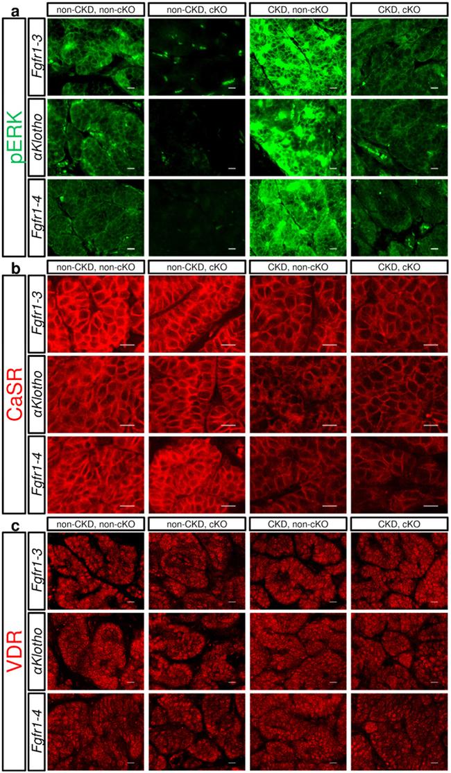 Calcium Sensing Receptor Antibody in Immunohistochemistry (IHC)