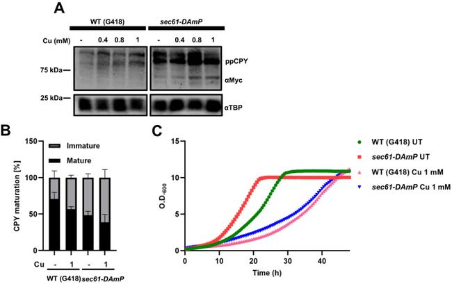 c-Myc Antibody in Western Blot (WB)