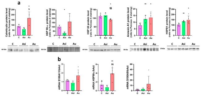 Annexin A1 Antibody in Western Blot (WB)