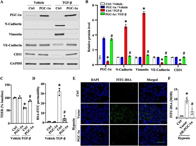 Vimentin Antibody in Western Blot (WB)