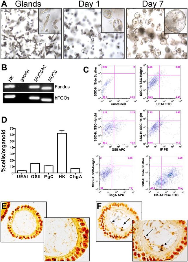 ATP4B Antibody in Flow Cytometry (Flow)