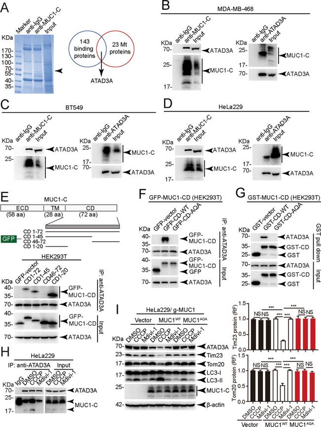 MUC1 Antibody in Western Blot, Immunoprecipitation (WB, IP)