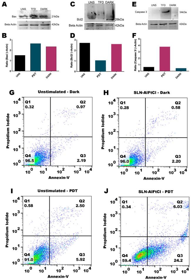 Bcl-2 Antibody in Western Blot (WB)