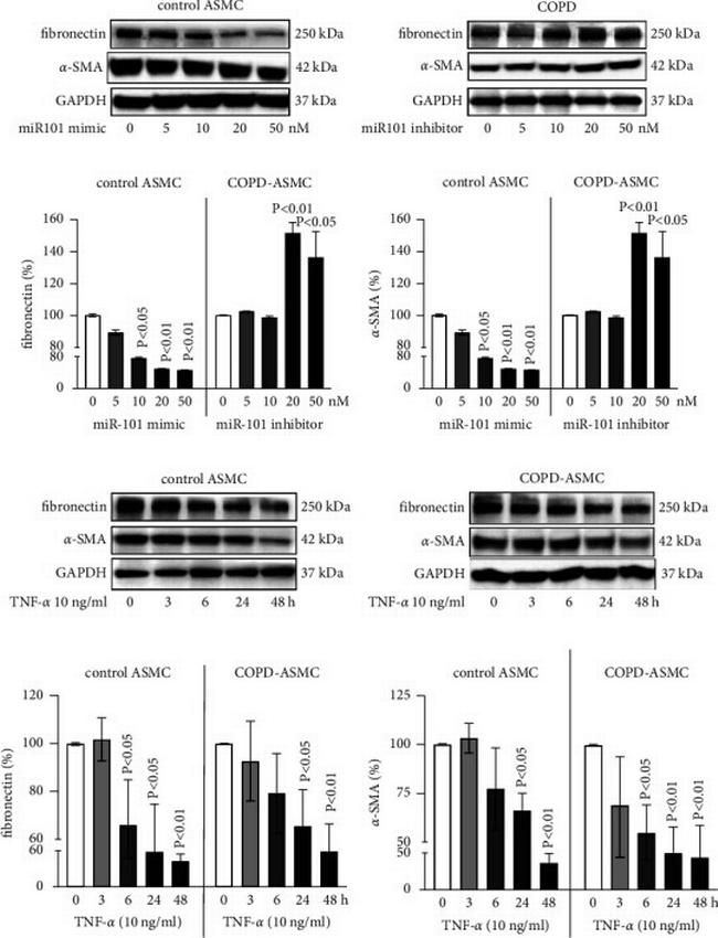 Fibronectin Antibody in Western Blot (WB)