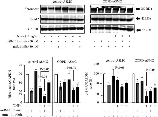 Fibronectin Antibody in Western Blot (WB)