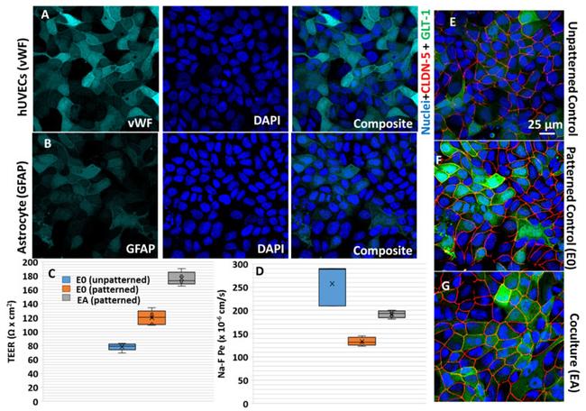 GFAP Antibody in Immunocytochemistry (ICC/IF)