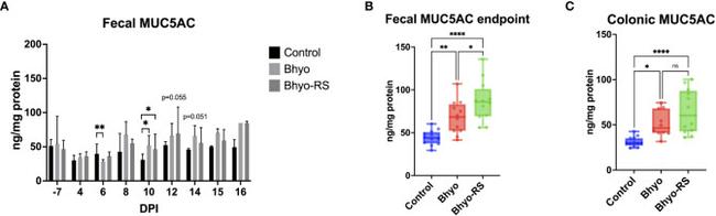 MUC5AC Antibody in Immunohistochemistry (IHC)