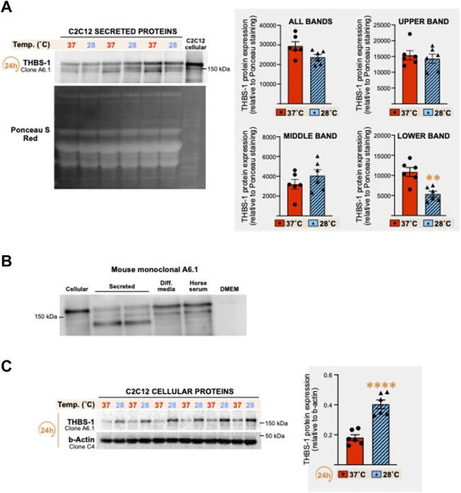 Thrombospondin 1 Antibody in Western Blot (WB)