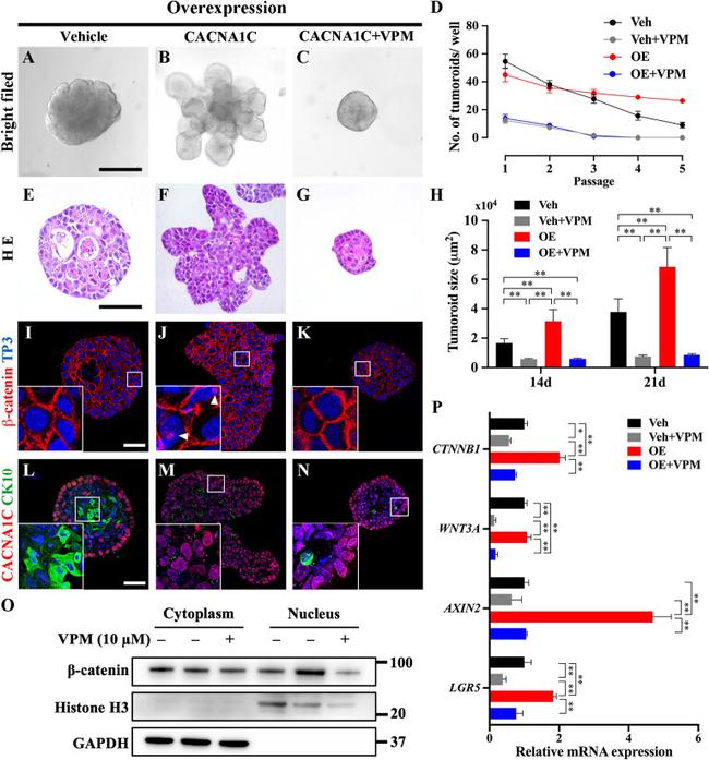 Cytokeratin 10 Antibody in Immunohistochemistry (IHC)