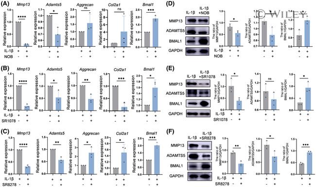 MMP13 Antibody in Western Blot (WB)