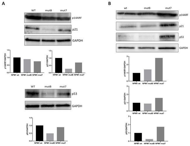 p14ARF Antibody in Western Blot (WB)