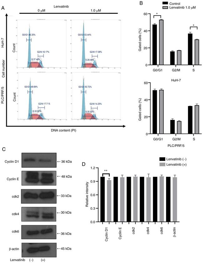 Cyclin D1 Antibody in Western Blot (WB)