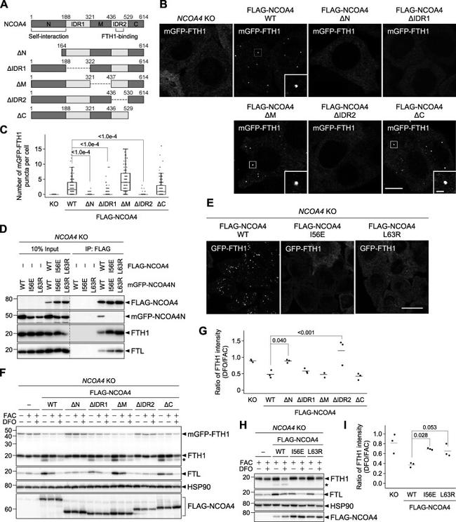 Ferritin Light Chain Antibody in Western Blot (WB)