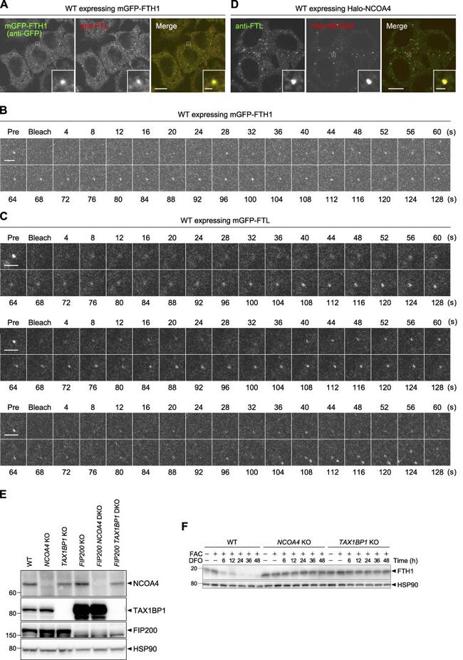 Ferritin Antibody in Western Blot (WB)