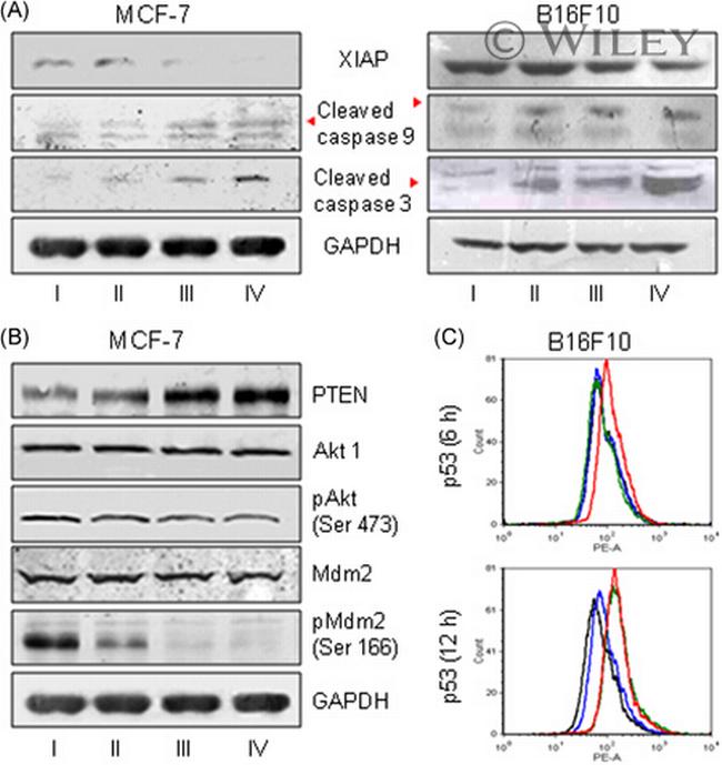 AKT1 Antibody in Western Blot (WB)