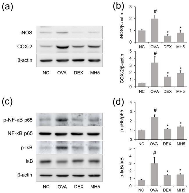 IkB alpha Antibody in Western Blot (WB)