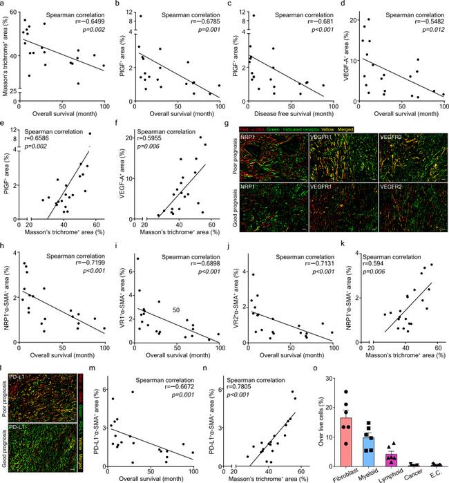 VEGF Receptor 2 Antibody in Immunohistochemistry (IHC)