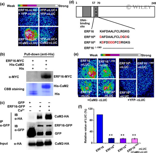 GFP Antibody in Western Blot (WB)