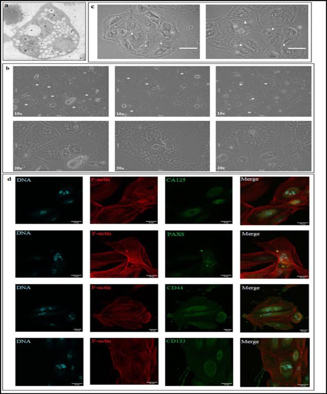 CD44 Antibody in Immunocytochemistry (ICC/IF)