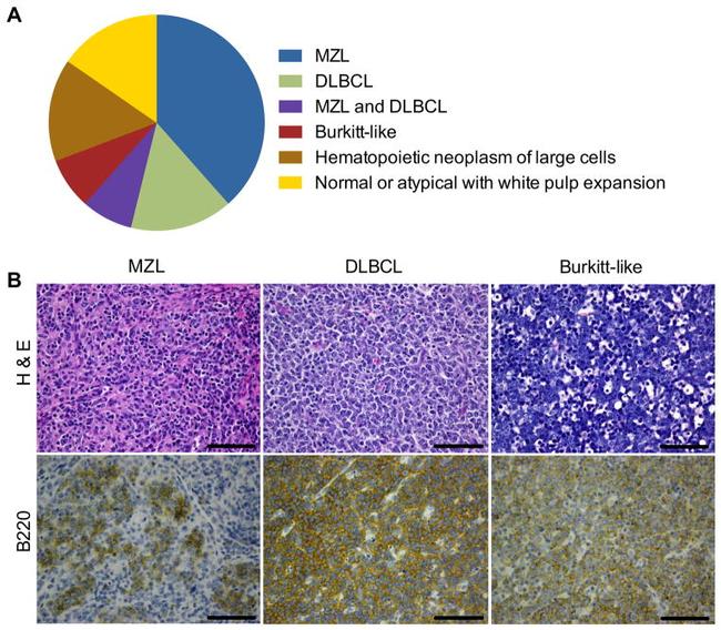 CD45R (B220) Antibody in Immunohistochemistry (IHC)