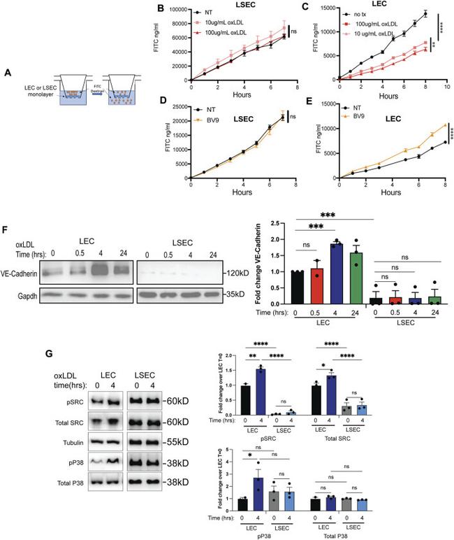 GAPDH Loading Control Antibody in Western Blot (WB)