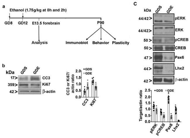 LHX2 Antibody in Western Blot (WB)