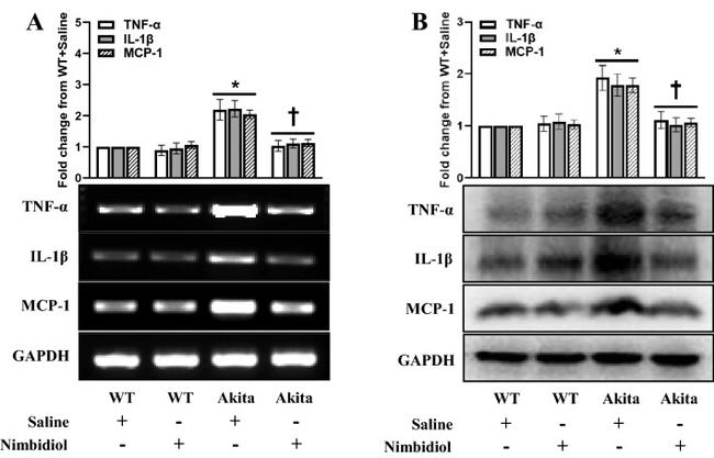 MCP-1 Antibody in Western Blot (WB)