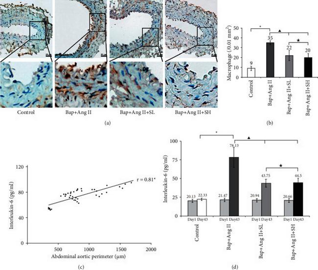 CD68 Antibody in Immunohistochemistry (IHC)