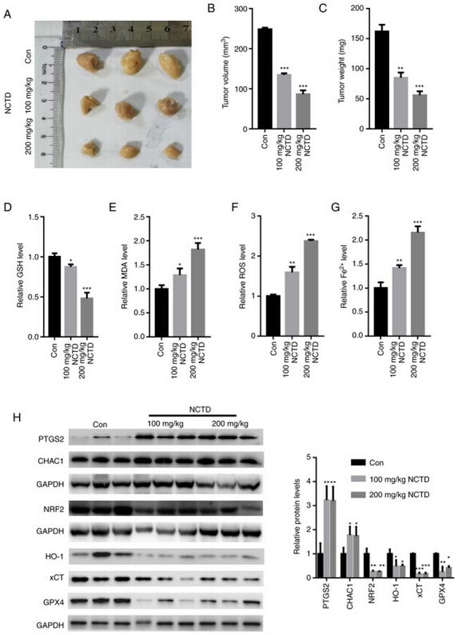 CHAC1 Antibody in Western Blot (WB)