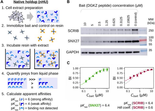 SNX27 Antibody in Western Blot (WB)