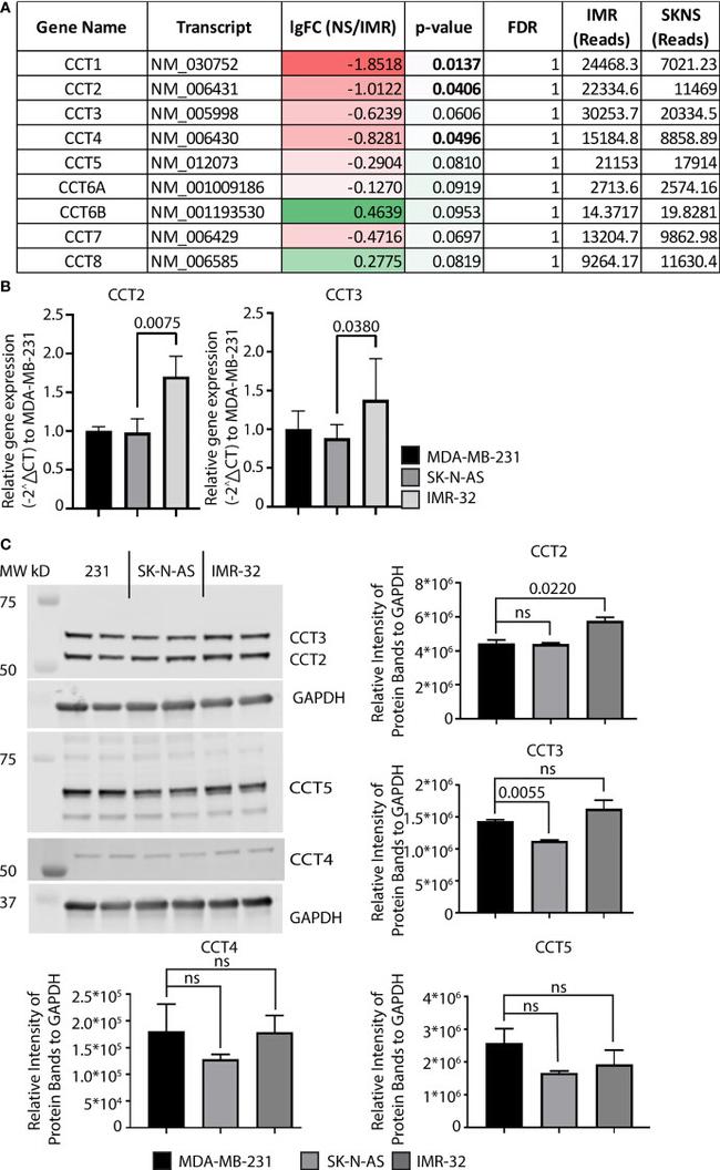 CCT3 Antibody in Western Blot (WB)