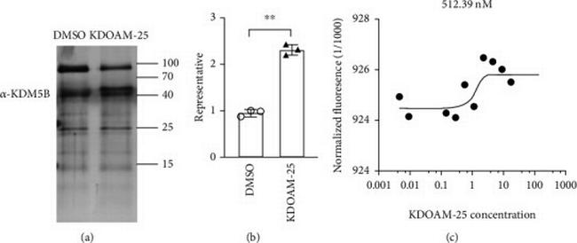 KDM5B Antibody in Western Blot (WB)