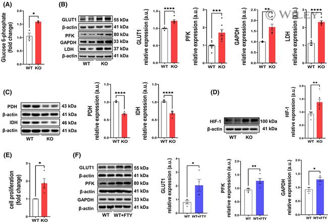 GLUT1 Antibody in Western Blot (WB)