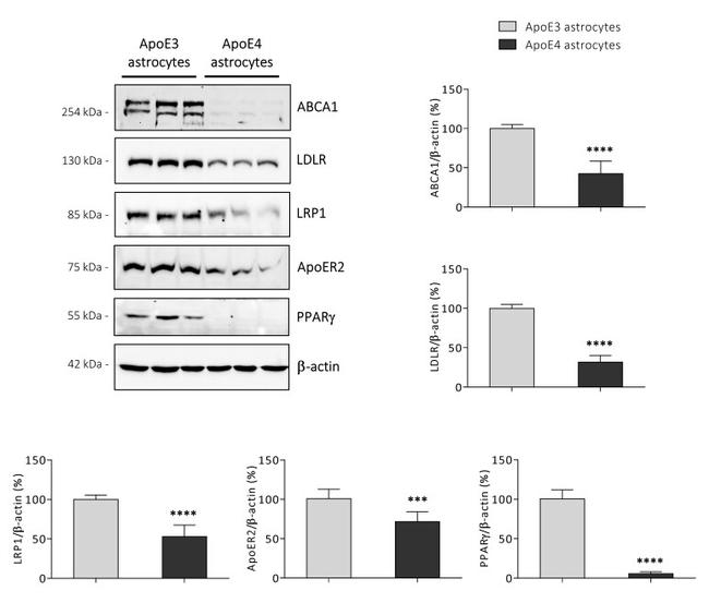 LDLR Antibody in Western Blot (WB)