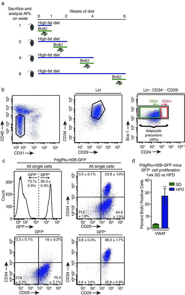 CD31 (PECAM-1) Antibody in Flow Cytometry (Flow)